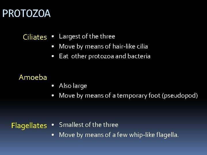 PROTOZOA Ciliates • Largest of the three • Move by means of hair-like cilia