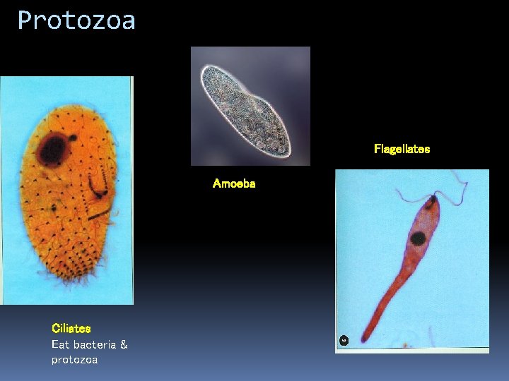 Protozoa Flagellates Amoeba Ciliates Eat bacteria & protozoa 