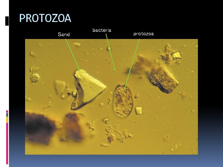 PROTOZOA Sand bacteria protozoa 