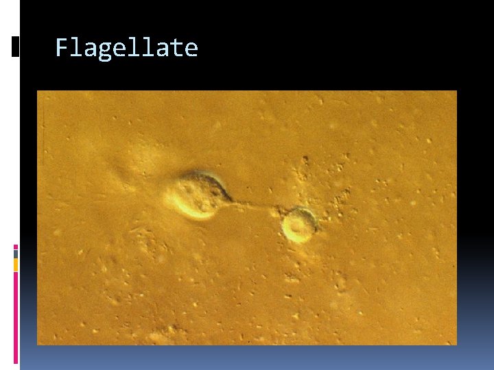 Flagellate 