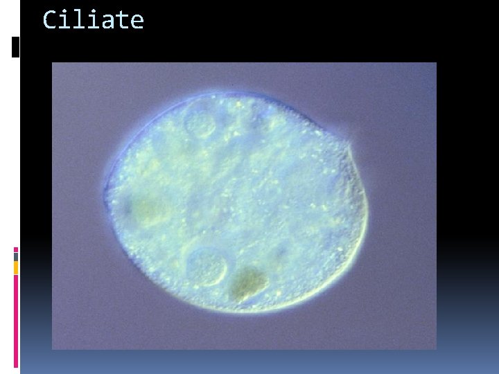 Ciliate 