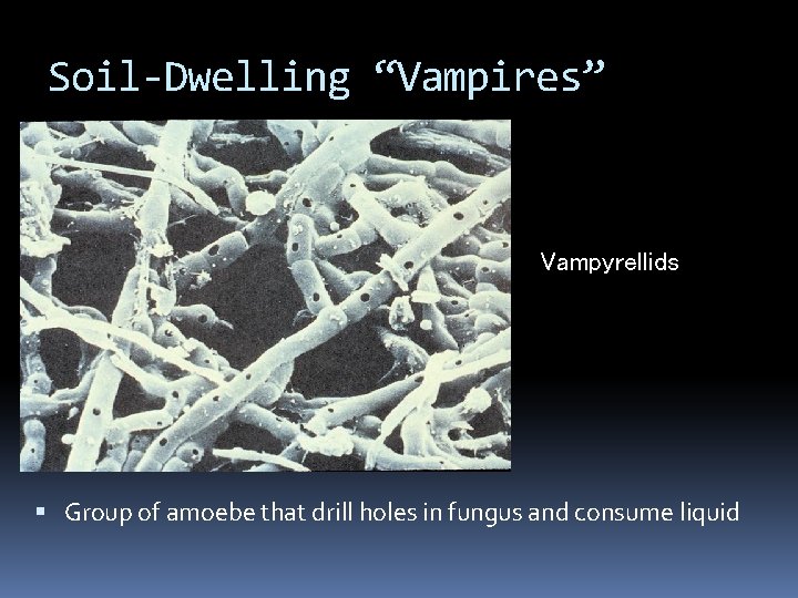 Soil-Dwelling “Vampires” Vampyrellids Group of amoebe that drill holes in fungus and consume liquid