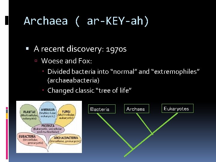 Archaea ( ar-KEY-ah) A recent discovery: 1970 s Woese and Fox: Divided bacteria into