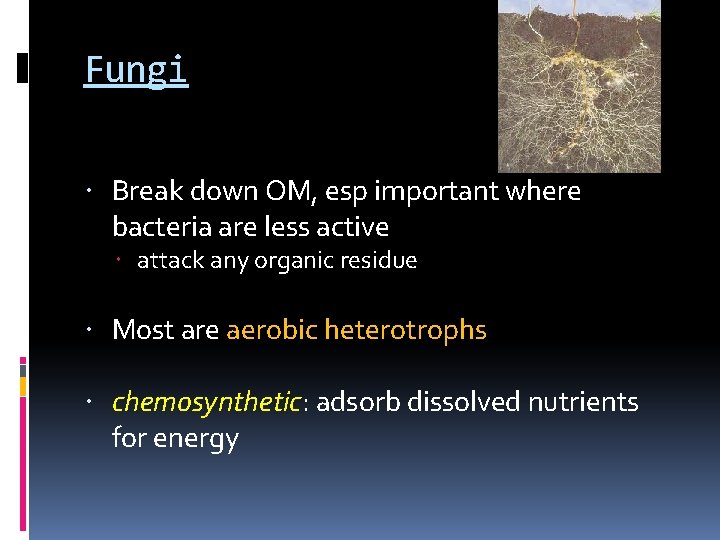 Fungi Break down OM, esp important where bacteria are less active attack any organic