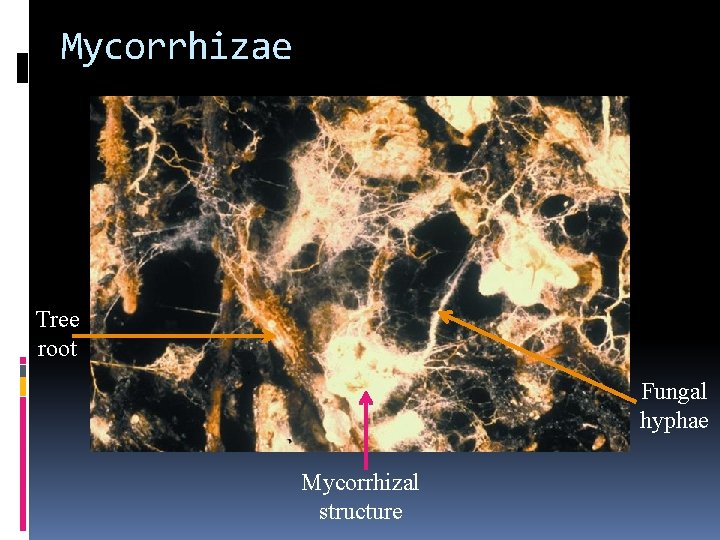 Mycorrhizae Tree root Fungal hyphae Mycorrhizal structure 