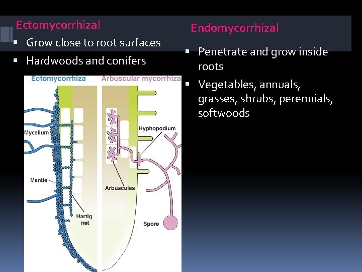 Ectomycorrhizal Grow close to root surfaces Hardwoods and conifers Endomycorrhizal Penetrate and grow inside