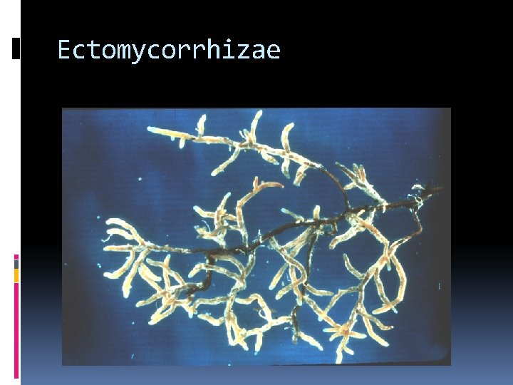 Ectomycorrhizae 