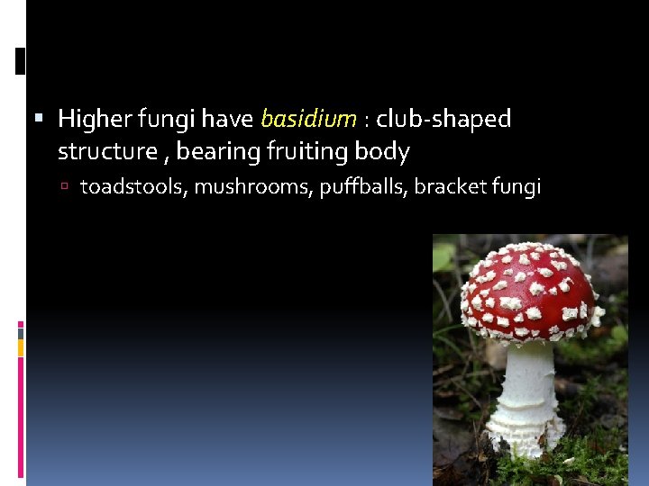  Higher fungi have basidium : club-shaped structure , bearing fruiting body toadstools, mushrooms,