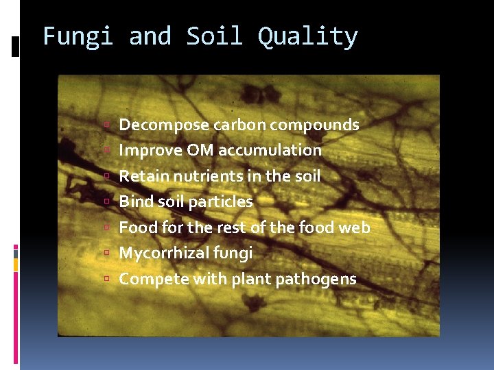 Fungi and Soil Quality Decompose carbon compounds Improve OM accumulation Retain nutrients in the