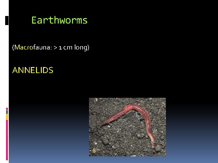 Earthworms (Macrofauna: > 1 cm long) ANNELIDS 