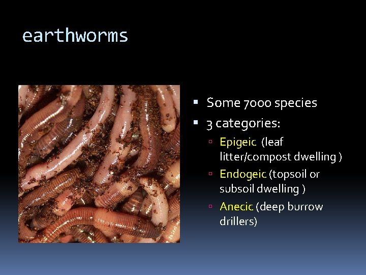 earthworms Some 7000 species 3 categories: Epigeic (leaf litter/compost dwelling ) Endogeic (topsoil or