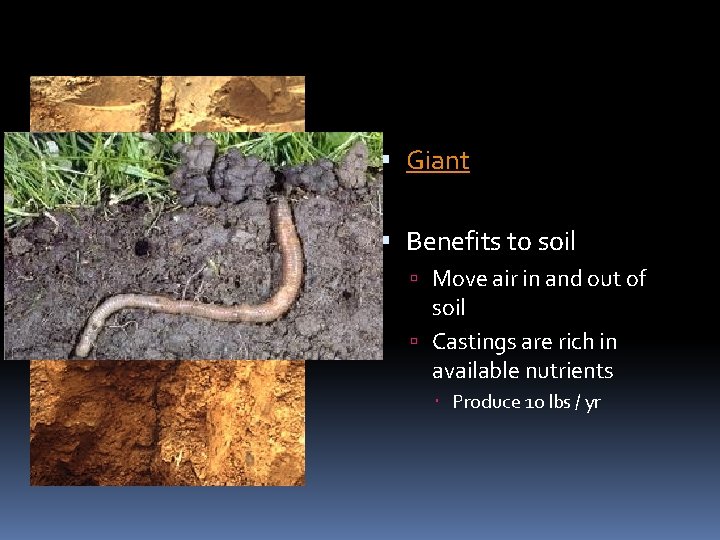  Giant Benefits to soil Move air in and out of soil Castings are