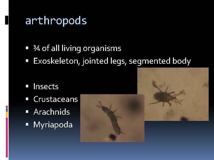 arthropods ¾ of all living organisms Exoskeleton, jointed legs, segmented body Insects Crustaceans Arachnids