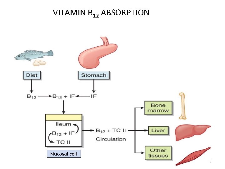 VITAMIN B 12 ABSORPTION Mucosal cell 8 VITAMIN B 12 ABSORPTION Mucosal cell 8