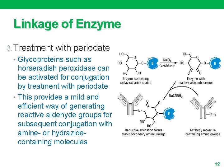 Linkage of Enzyme 3. Treatment with periodate • Glycoproteins such as horseradish peroxidase can