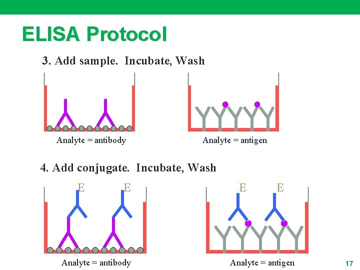 ELISA Protocol 3. Add sample. Incubate, Wash Analyte = antibody Analyte = antigen 4.