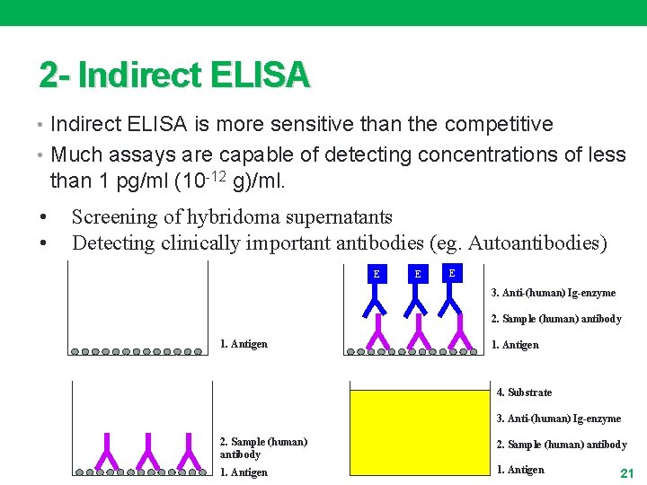 2 - Indirect ELISA • Indirect ELISA is more sensitive than the competitive •