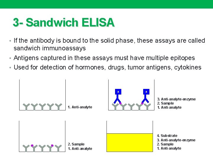 3 - Sandwich ELISA • If the antibody is bound to the solid phase,