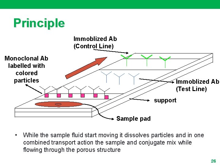 Principle Immoblized Ab (Control Line) Monoclonal Ab labelled with colored particles Immoblized Ab (Test