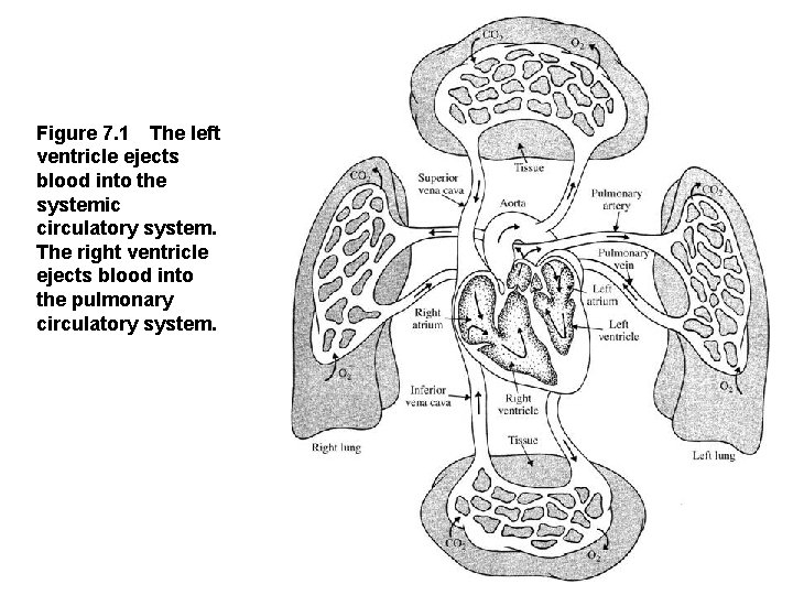 Figure 7. 1 The left ventricle ejects blood into the systemic circulatory system. The right