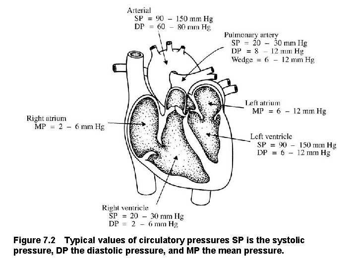 Figure 7. 2 Typical values of circulatory pressures SP is the systolic pressure, DP the
