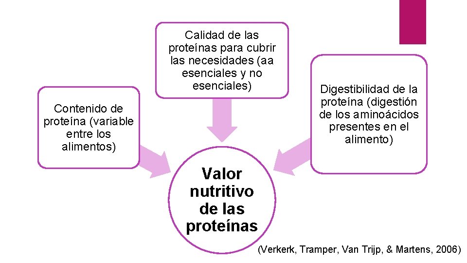Calidad de las proteínas para cubrir las necesidades (aa esenciales y no esenciales) Contenido