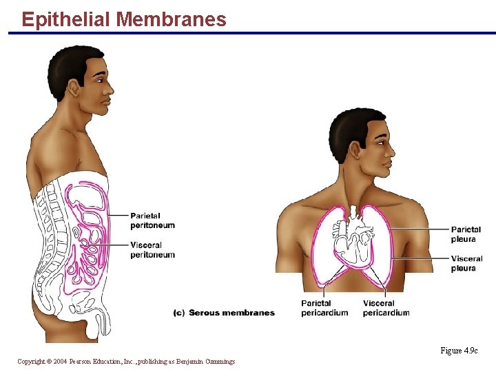 Epithelial Membranes Figure 4. 9 c Copyright © 2004 Pearson Education, Inc. , publishing