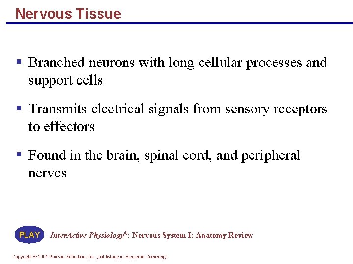 Nervous Tissue § Branched neurons with long cellular processes and support cells § Transmits