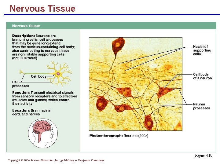 Nervous Tissue Figure 4. 10 Copyright © 2004 Pearson Education, Inc. , publishing as