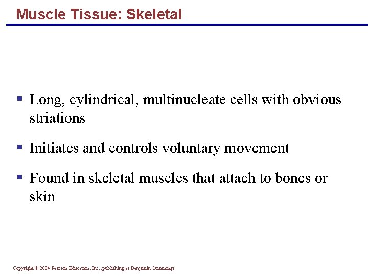Muscle Tissue: Skeletal § Long, cylindrical, multinucleate cells with obvious striations § Initiates and