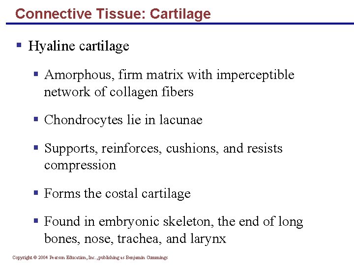 Connective Tissue: Cartilage § Hyaline cartilage § Amorphous, firm matrix with imperceptible network of