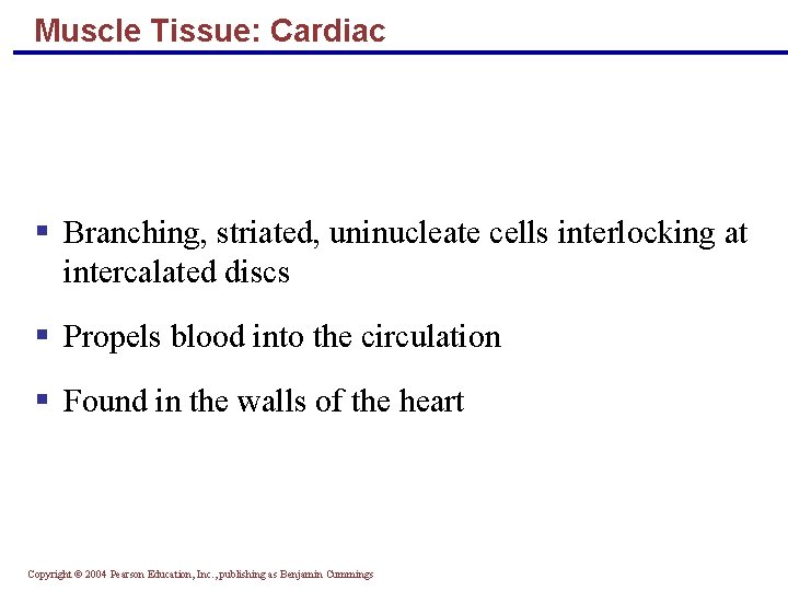 Muscle Tissue: Cardiac § Branching, striated, uninucleate cells interlocking at intercalated discs § Propels