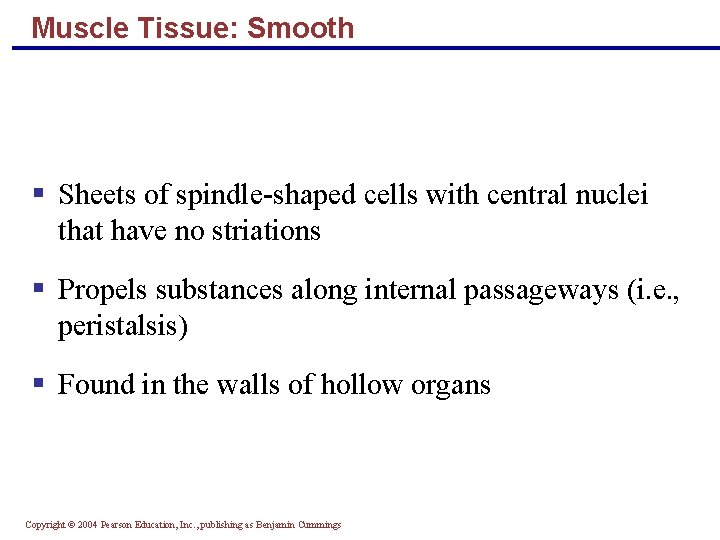 Muscle Tissue: Smooth § Sheets of spindle-shaped cells with central nuclei that have no