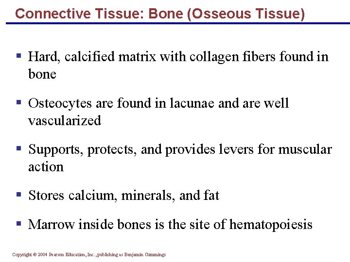 Connective Tissue: Bone (Osseous Tissue) § Hard, calcified matrix with collagen fibers found in