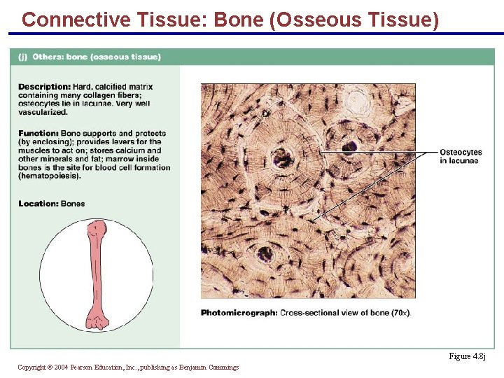 Connective Tissue: Bone (Osseous Tissue) Figure 4. 8 j Copyright © 2004 Pearson Education,