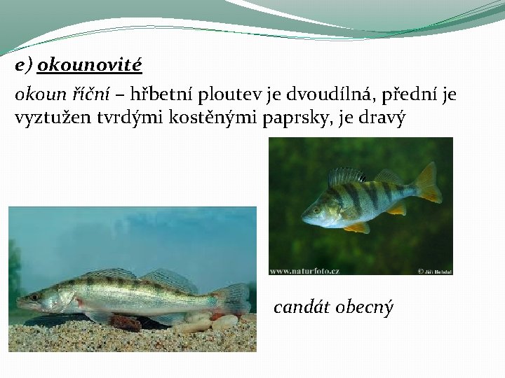 e) okounovité okoun říční – hřbetní ploutev je dvoudílná, přední je vyztužen tvrdými kostěnými e) okounovité okoun říční – hřbetní ploutev je dvoudílná, přední je vyztužen tvrdými kostěnými