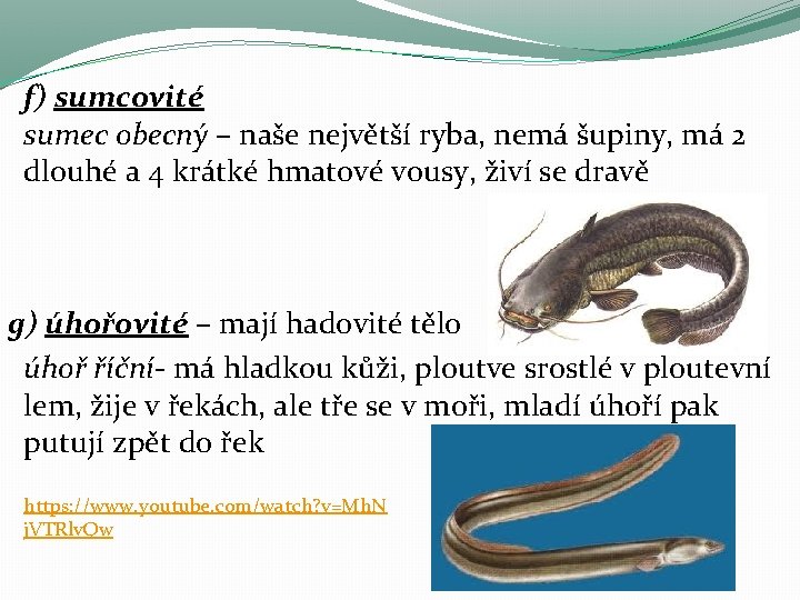 f) sumcovité sumec obecný – naše největší ryba, nemá šupiny, má 2 dlouhé a f) sumcovité sumec obecný – naše největší ryba, nemá šupiny, má 2 dlouhé a
