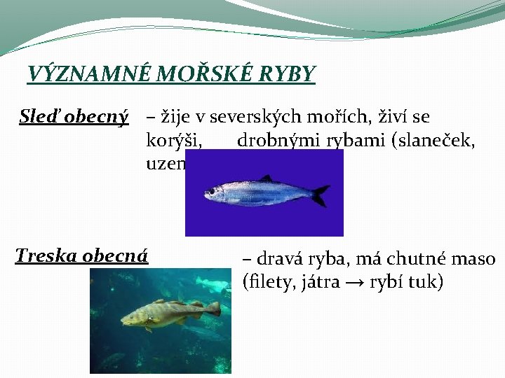 VÝZNAMNÉ MOŘSKÉ RYBY Sleď obecný – žije v severských mořích, živí se korýši, drobnými VÝZNAMNÉ MOŘSKÉ RYBY Sleď obecný – žije v severských mořích, živí se korýši, drobnými