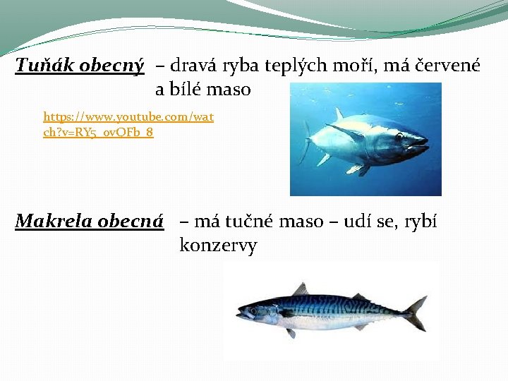 Tuňák obecný – dravá ryba teplých moří, má červené a bílé maso https: //www.