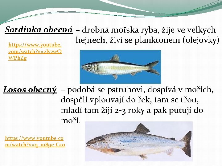 Sardinka obecná – drobná mořská ryba, žije ve velkých hejnech, živí se planktonem (olejovky) Sardinka obecná – drobná mořská ryba, žije ve velkých hejnech, živí se planktonem (olejovky)