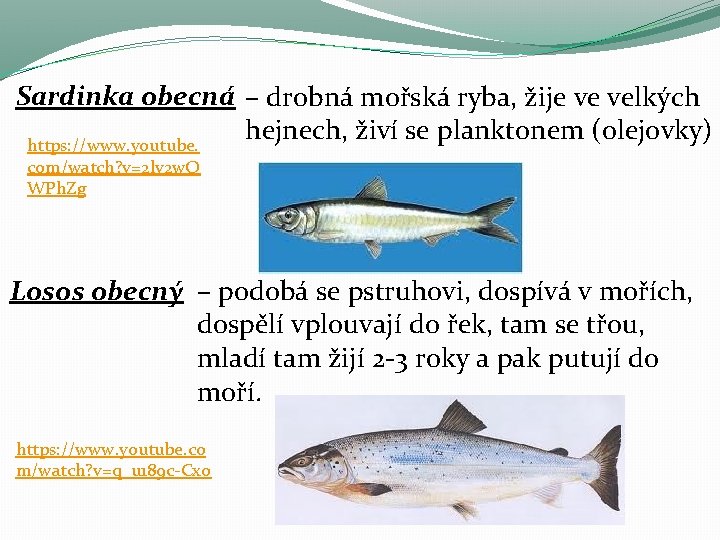 Sardinka obecná – drobná mořská ryba, žije ve velkých hejnech, živí se planktonem (olejovky)