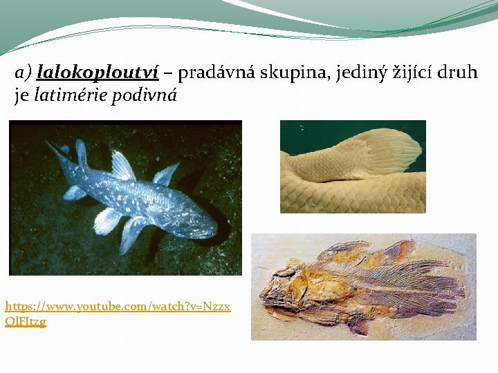 a) lalokoploutví – pradávná skupina, jediný žijící druh je latimérie podivná https: //www. youtube.