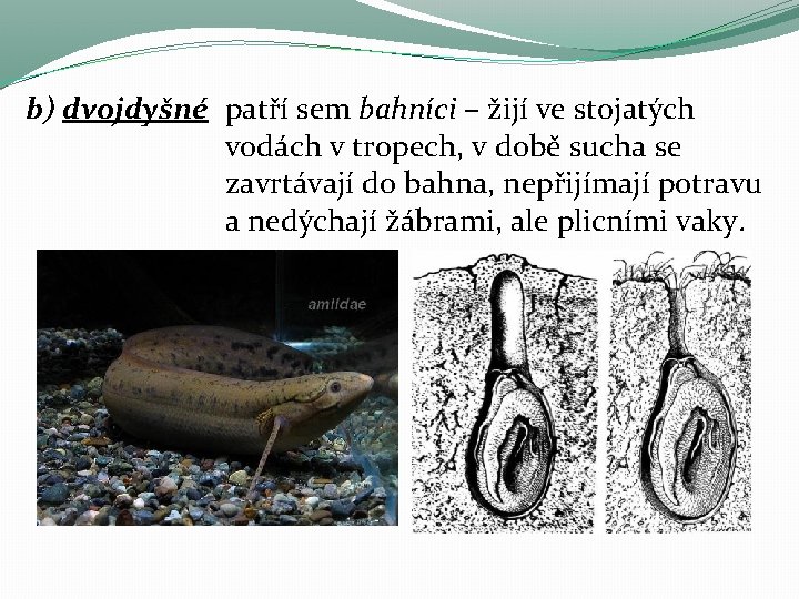 b) dvojdyšné patří sem bahníci – žijí ve stojatých vodách v tropech, v době b) dvojdyšné patří sem bahníci – žijí ve stojatých vodách v tropech, v době