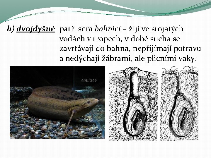 b) dvojdyšné patří sem bahníci – žijí ve stojatých vodách v tropech, v době