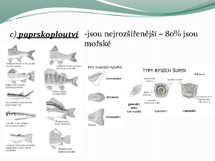 c) paprskoploutví -jsou nejrozšířenější – 80% jsou mořské c) paprskoploutví -jsou nejrozšířenější – 80% jsou mořské