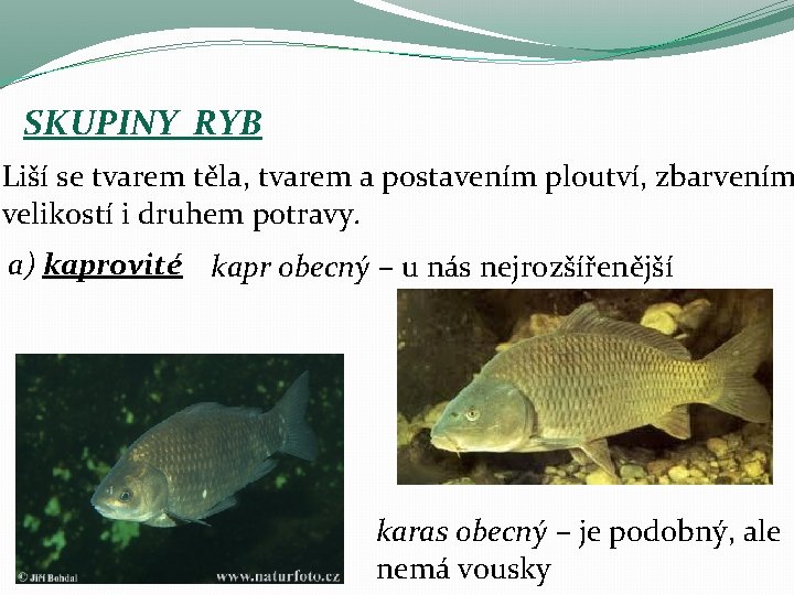 SKUPINY RYB Liší se tvarem těla, tvarem a postavením ploutví, zbarvením velikostí i druhem SKUPINY RYB Liší se tvarem těla, tvarem a postavením ploutví, zbarvením velikostí i druhem