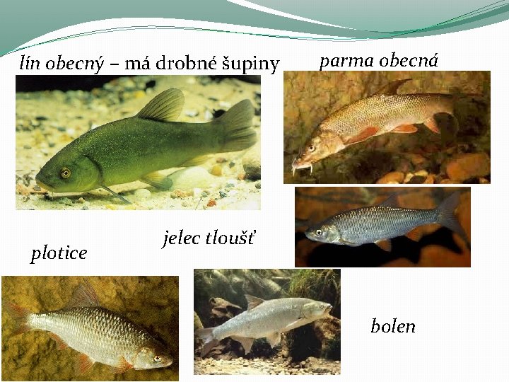 lín obecný – má drobné šupiny plotice parma obecná jelec tloušť bolen lín obecný – má drobné šupiny plotice parma obecná jelec tloušť bolen