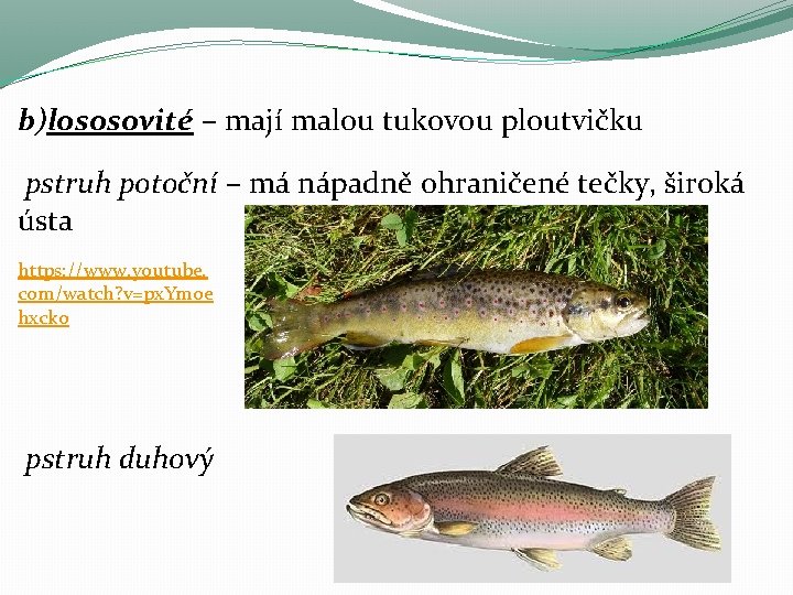 b)lososovité – mají malou tukovou ploutvičku pstruh potoční – má nápadně ohraničené tečky, široká b)lososovité – mají malou tukovou ploutvičku pstruh potoční – má nápadně ohraničené tečky, široká