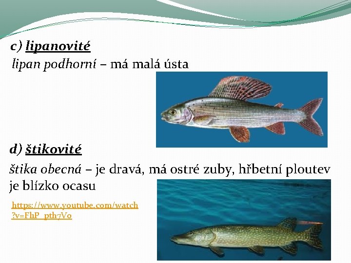 c) lipanovité lipan podhorní – má malá ústa d) štikovité štika obecná – je c) lipanovité lipan podhorní – má malá ústa d) štikovité štika obecná – je