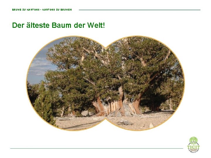 BÄUME ZU KARTONS • KARTONS ZU BÄUMEN Der älteste Baum der Welt! The oldest